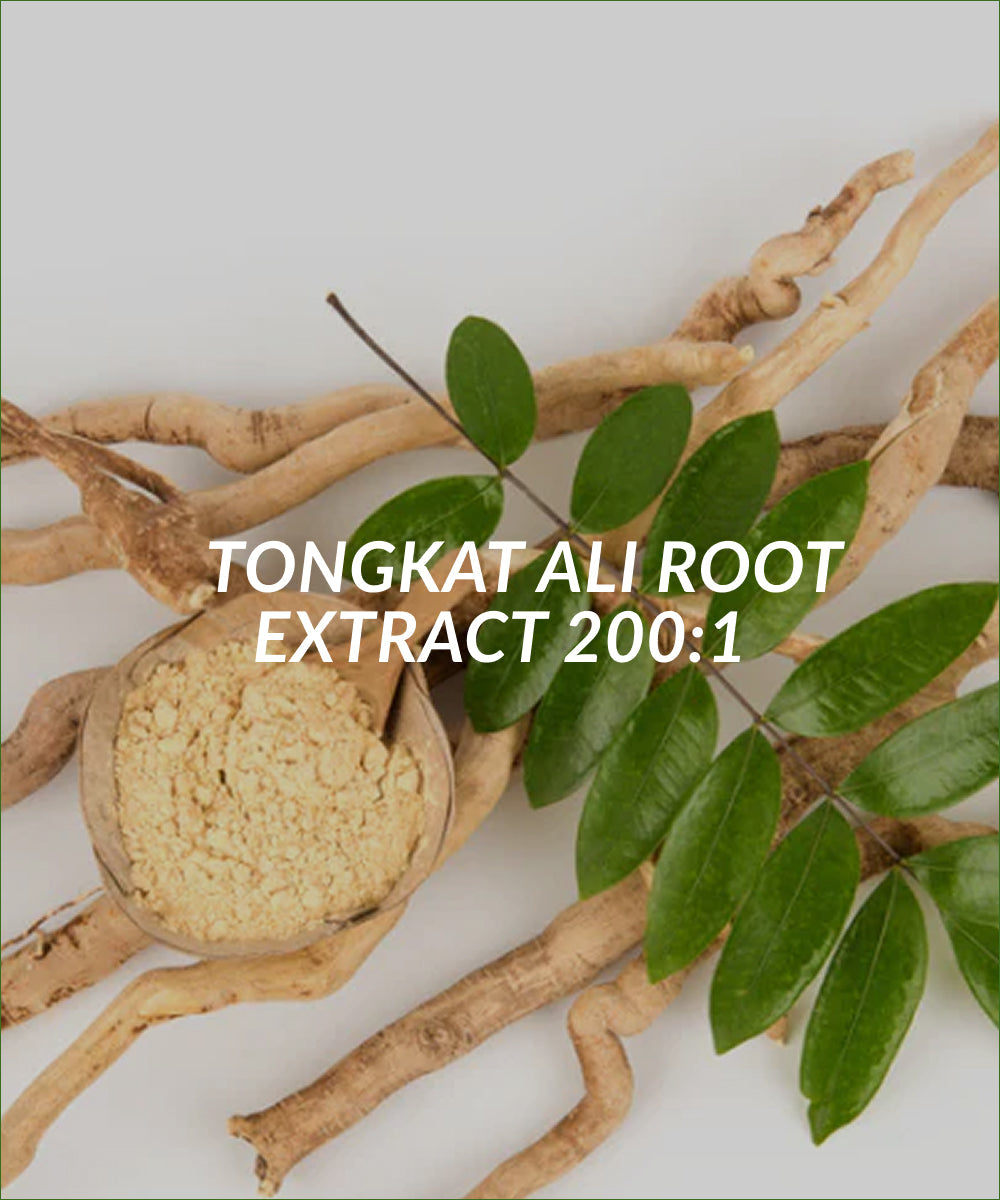Tongkat Ali Root Extract 200:1