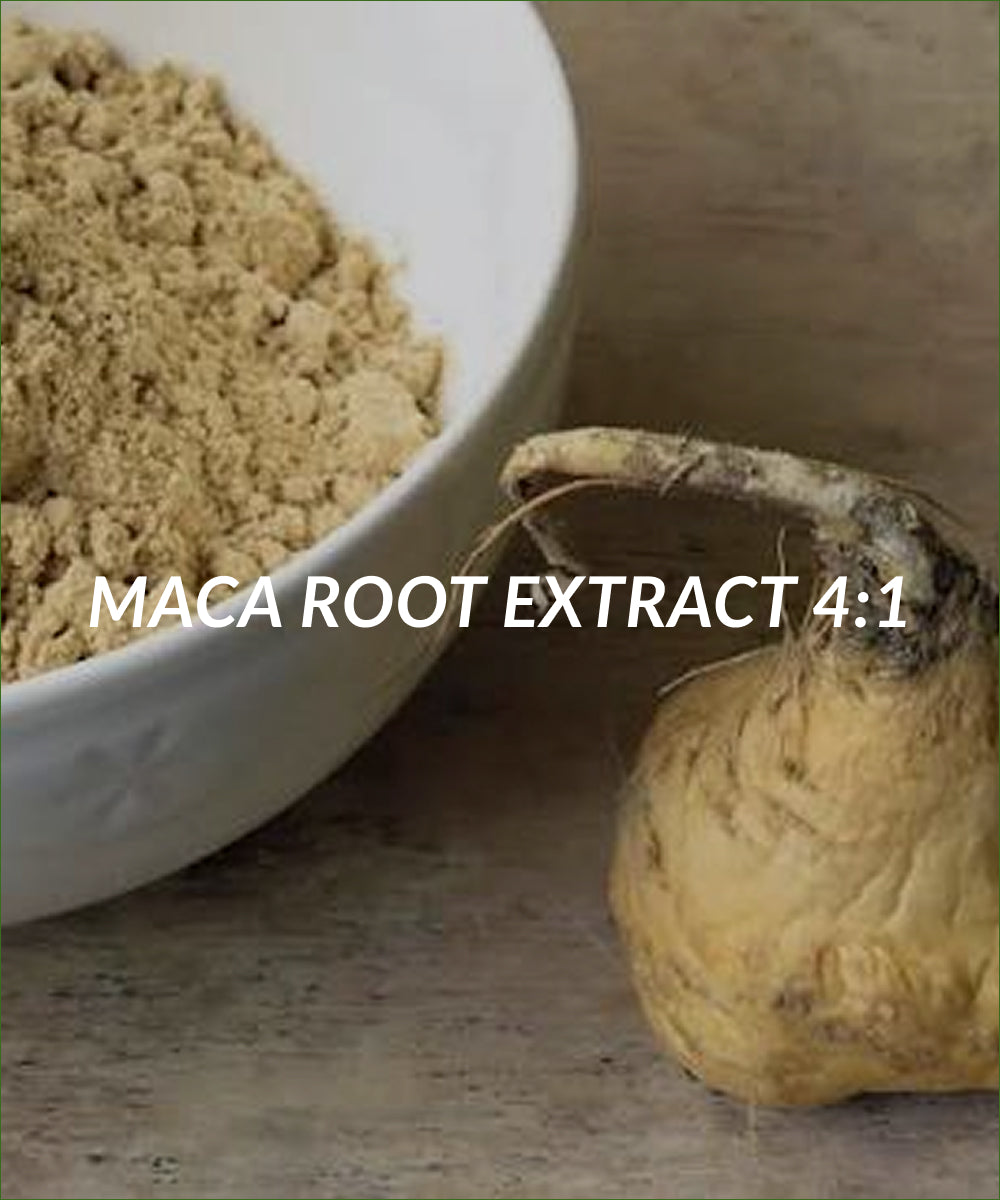 Maca Root Extract 4:1